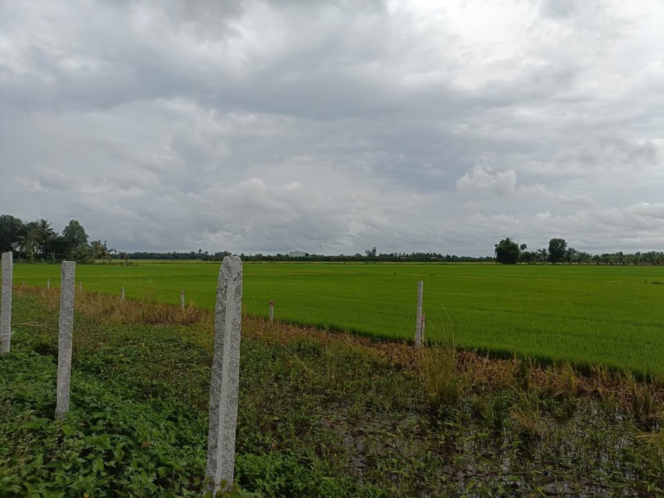 Đất ruộng 2000m² ở Mong Thọ, Châu Thành - Giá 270 triệu, cơ hội đầu tư tuyệt vời!