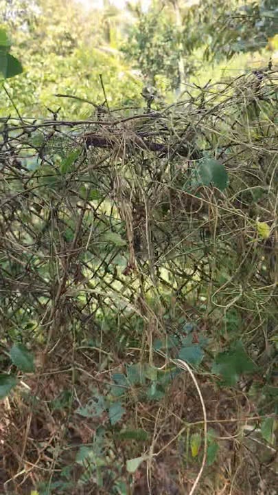 Đất Farm Bình Trưng 1000m² giá 750 triệu - Mặt tiền ô tô hướng Đông