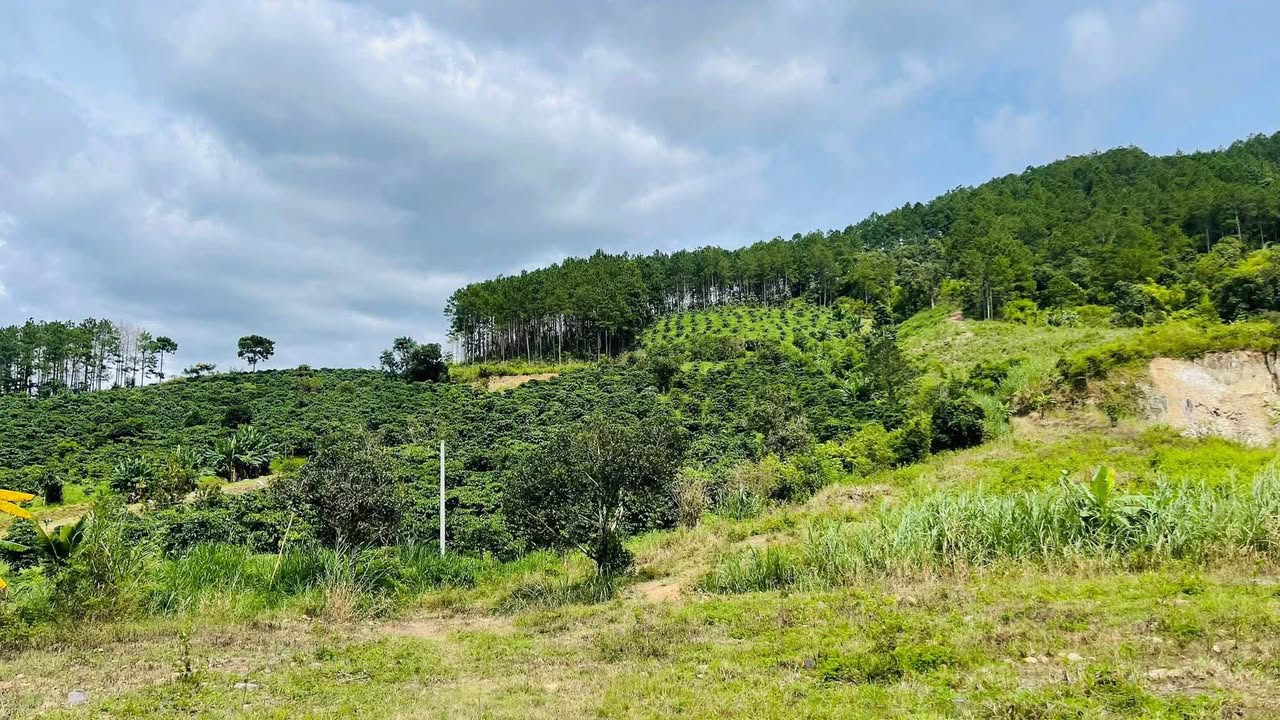 Bán đất đẹp xã Nam Ban, Lâm Hà 1466m² giá 2.7 tỷ - Không gian yên tĩnh lý tưởng!