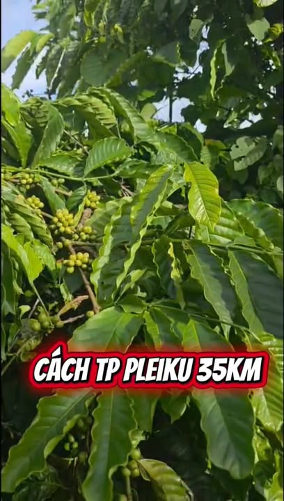 Vườn cà phê 2.2ha tại Chư Răm, Gia Lai - Sổ đỏ chính chủ, giá 3.5 tỷ!