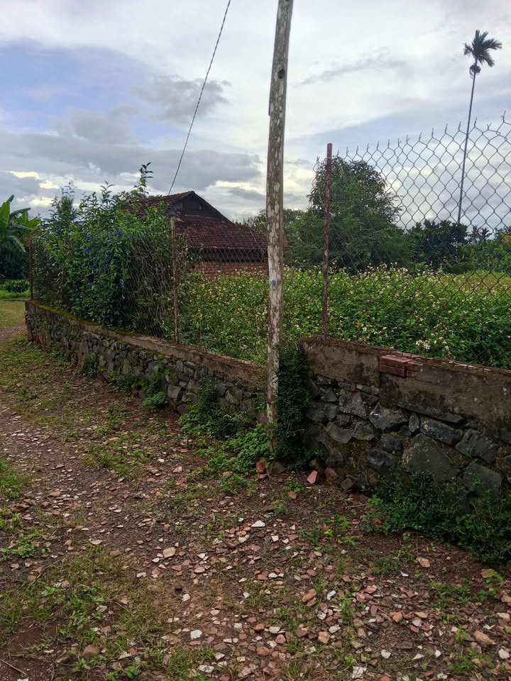 Đất Thổ cư Phường Thống Nhất, Buôn Hồ 115m² - Giá chỉ 300 triệu, Đường rộng 13.5m!