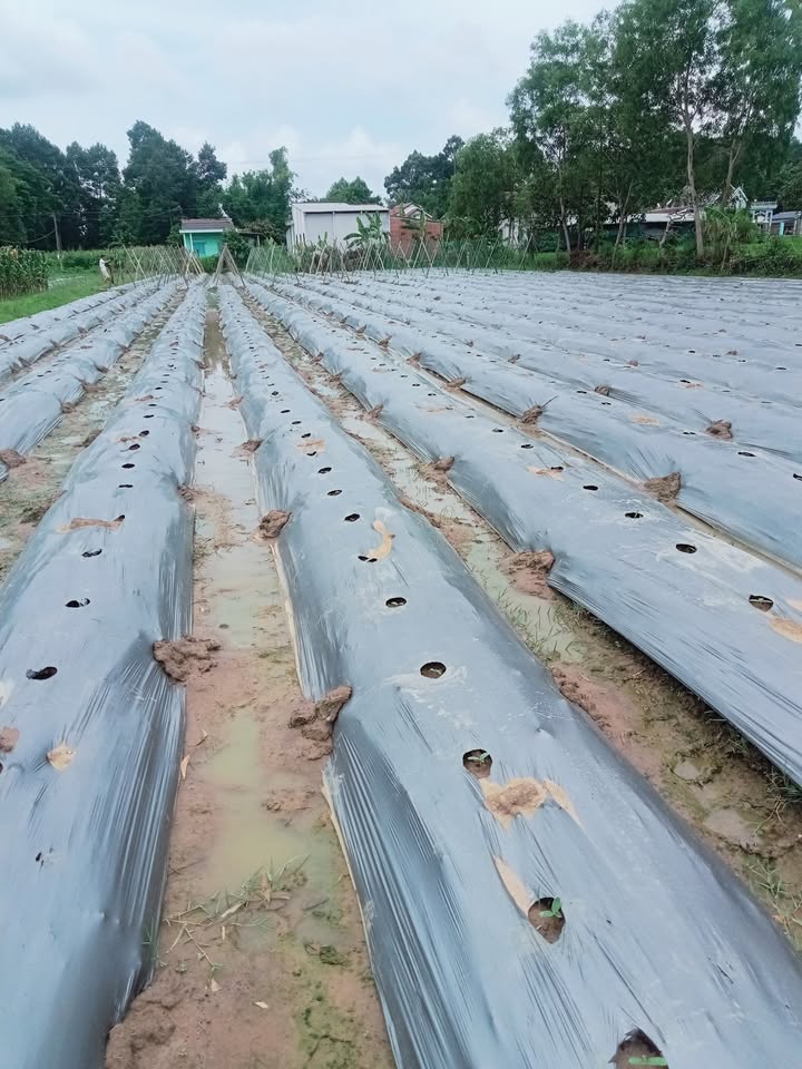 Đất mặt tiền đường nhựa 3000m² ở Hiệp Hòa, Cầu Ngang - Giá chỉ 650 triệu!