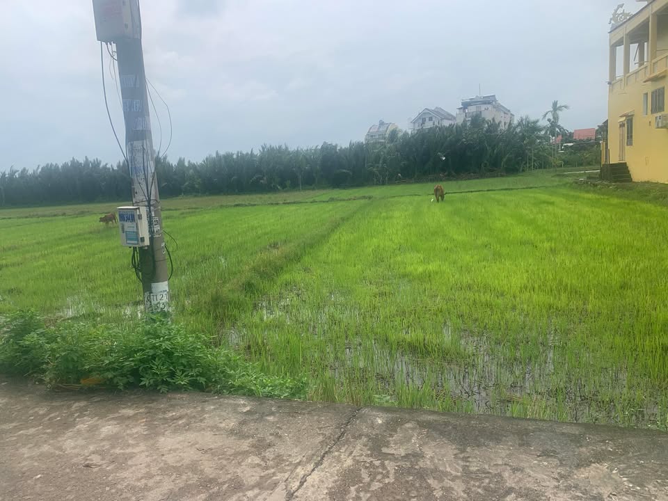 Đất vườn Cẩm Thanh Hội An 415m² - Pháp lý rõ ràng, giá thỏa thuận!