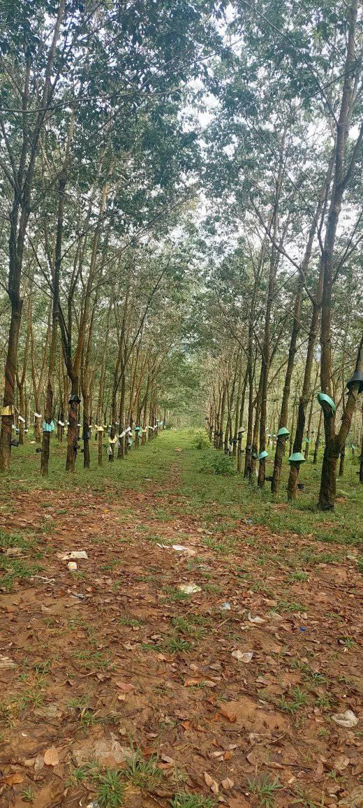 Farm 1ha tại thôn 1, xã Hòa Bình, Kon Tum giá 700 triệu - Đất đẹp, sổ đỏ chính chủ!