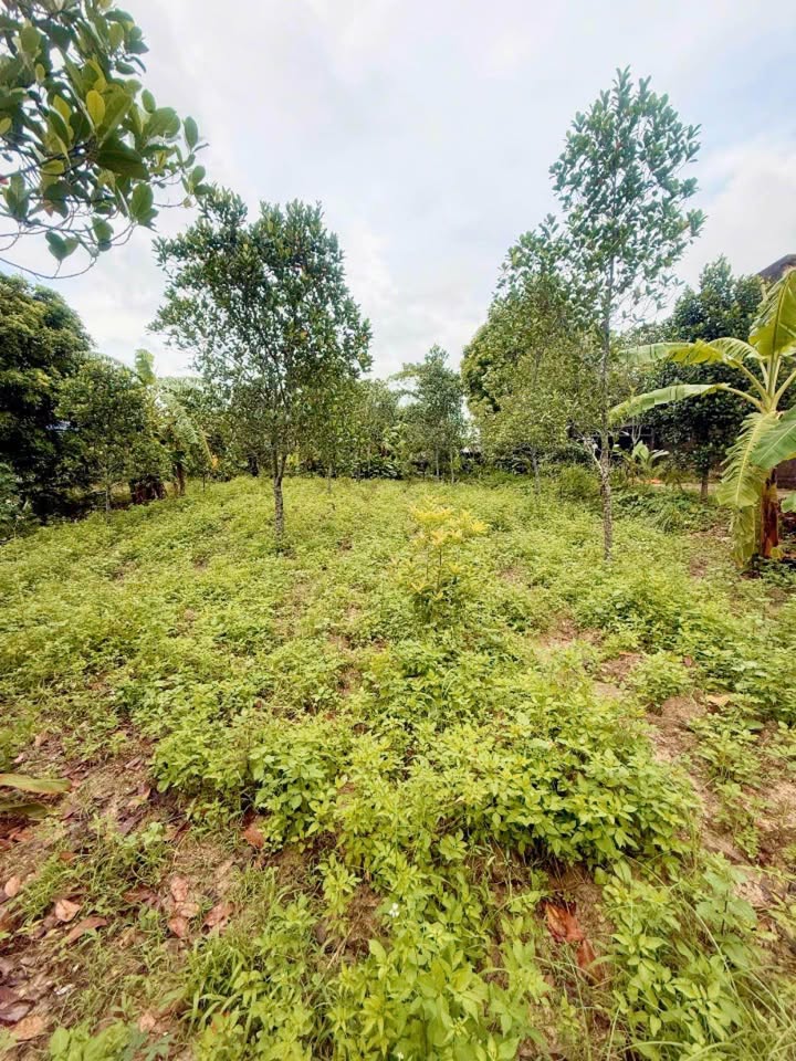 Đất nền khu 1 Hải Yên, Móng Cái 360m² giá 1.1 tỷ - Cơ hội đầu tư vàng!