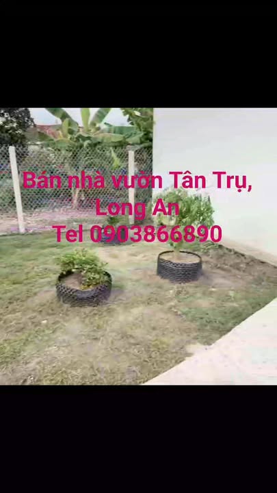 Nhà vườn Tân Trụ, Long An 500m² giá 980 triệu - Sẵn sàng vào ở ngay!
