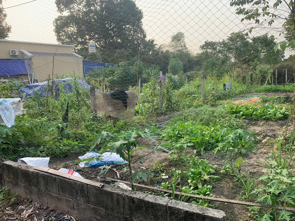 Đất mặt tiền Hòa Phú, Củ Chi 100m² giá 450 triệu - Cơ hội đầu tư sinh lời!