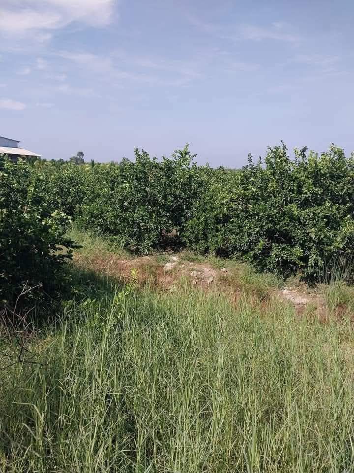 Đất Farm Tân Hiệp 20.000m² giá 8 tỷ - Đầu tư sinh lời lý tưởng!