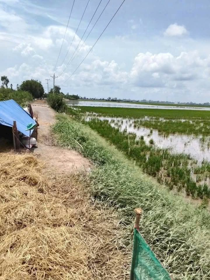 Đất ruộng 108000m² tại Trường Xuân, Tháp Mười chỉ 6 tỷ - Cơ hội đầu tư tốt!