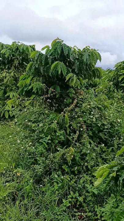 Đất nông nghiệp 1,2 ha tại xã Ia Hrú, Gia Lai - Giá chỉ 1,2 tỷ, sẵn sàng thu hoạch cà phê!