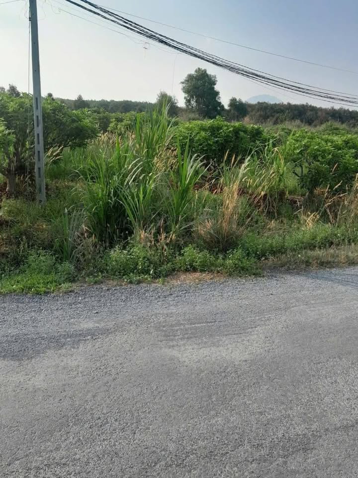 Đất nền Hòa Thành Tây Ninh 1500m² giá 850 triệu - Mặt tiền nhựa thuận lợi!