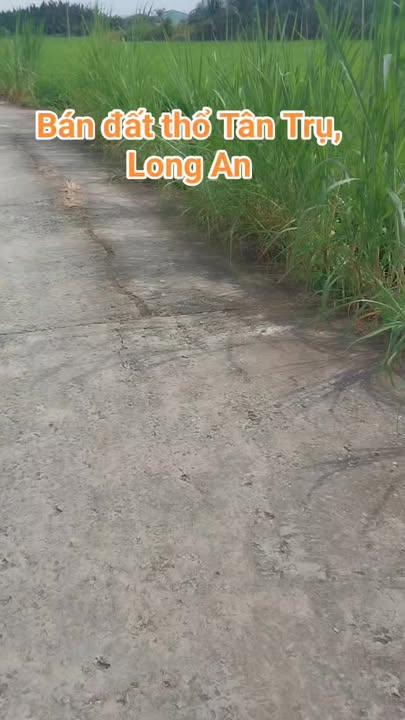 Đất thổ cư Đức Tân, Tân Trụ, Long An 245m² giá chỉ 650 triệu - Đường thông ô tô vào tận nơi!
