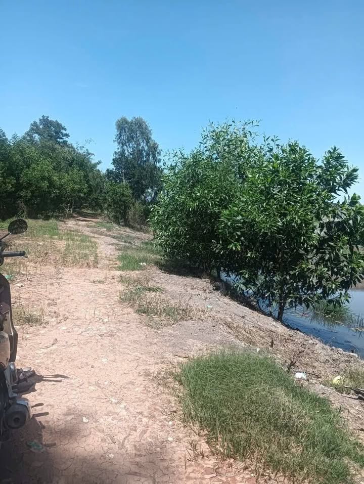 Đất lúa Tân Tây, Thạnh Hóa 1000m² giá 450 triệu - Cơ hội đầu tư hấp dẫn!