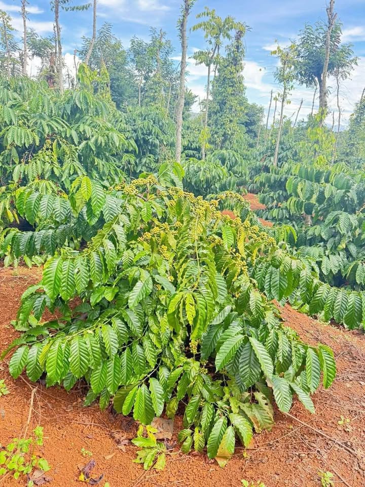 Đất nền Cư M'gar 3700m² giá 1.05 tỷ - Đầu tư sinh lời tuyệt vời!