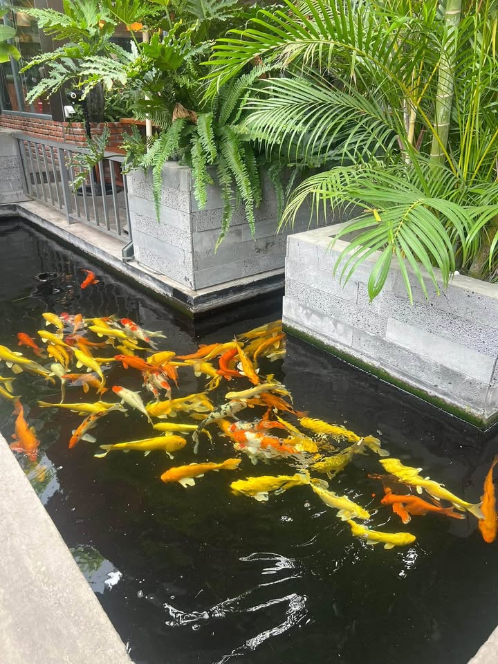 Nhà hẻm cạn đường Tây Sơn, phường Quang Trung 34m² giá chỉ 1.5 tỷ - Sổ đỏ chính chủ!