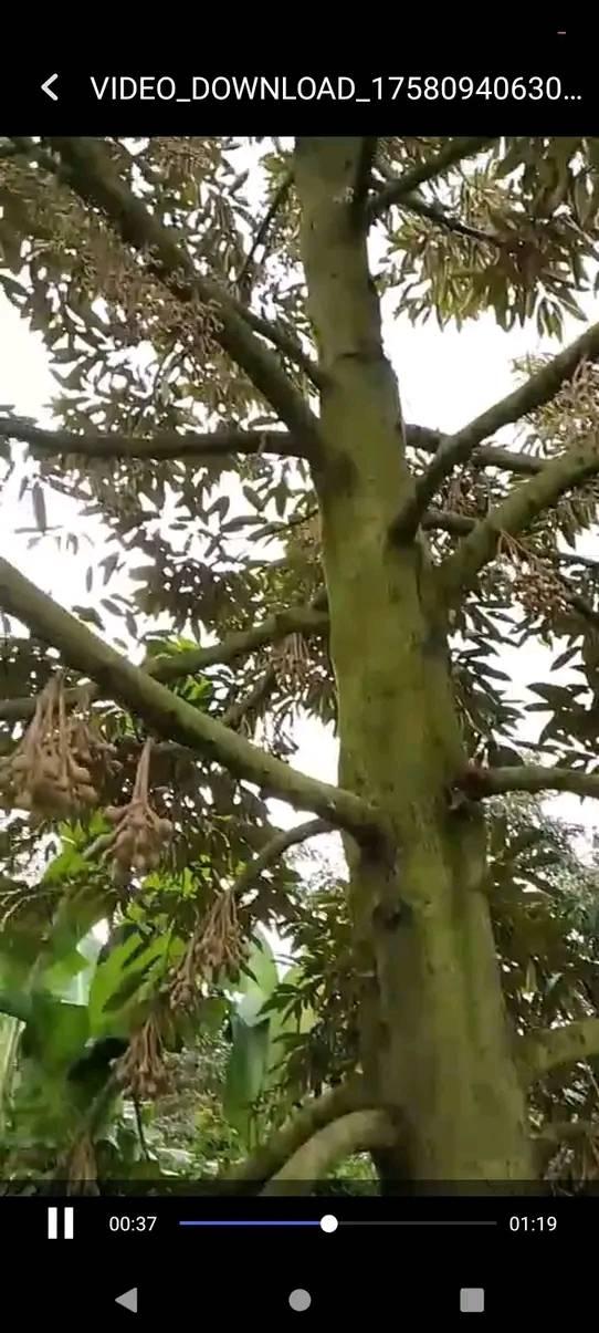 Đất nông nghiệp 4.000m² tại Cái Bè, Tiền Giang - Sầu riêng tháng 6 trái to, giá chỉ 550 triệu