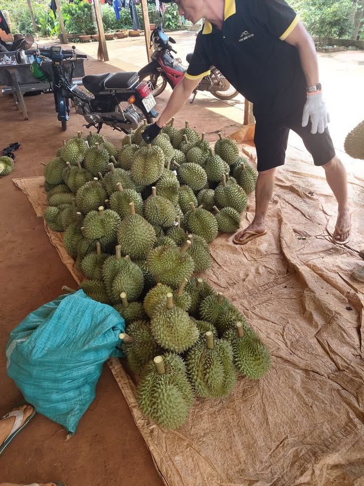 Đất nền Phú Xuân Krông Năng 65000m² - Đầu tư sinh lời tuyệt vời!