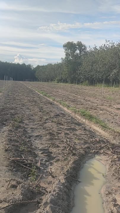 Đất Farm 2ha tại Tân Hiệp, Tân Châu Tây Ninh - Gần ĐT785, giá thỏa thuận!