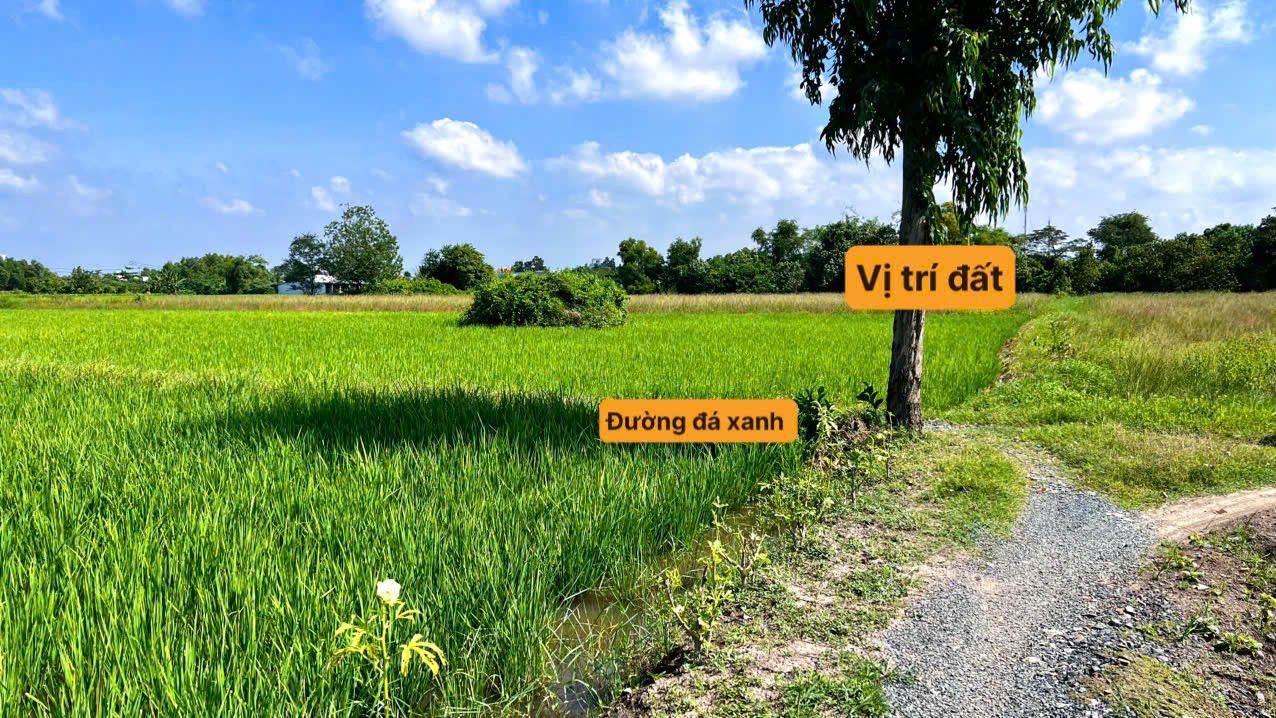 Đất nông nghiệp 1,000m² tại ấp Tân Chánh, Cần Giuộc chỉ 450 triệu - Cơ hội đầu tư tuyệt vời!