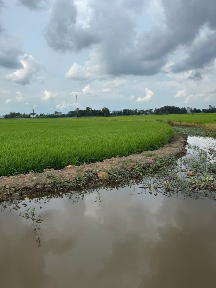 Đất nông nghiệp 20 công tại Tràm Chim, Đồng Tháp - Giá chỉ 950 triệu