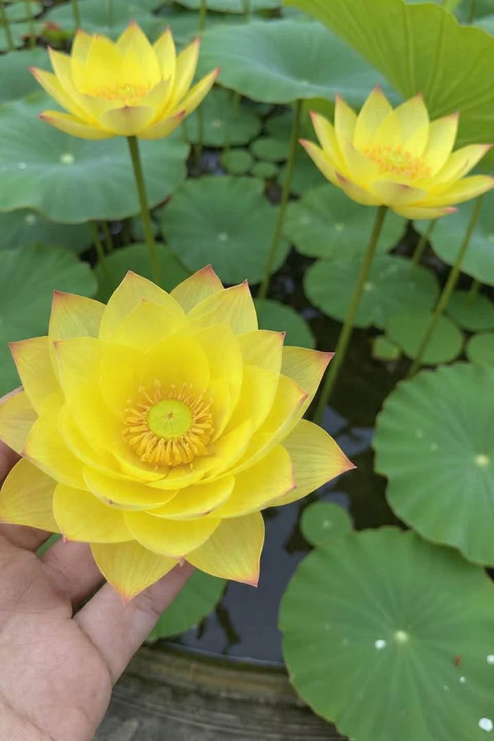 Đất nền Bửu Long Biên Hòa 400m² - Đầu tư sinh lời, pháp lý rõ ràng!