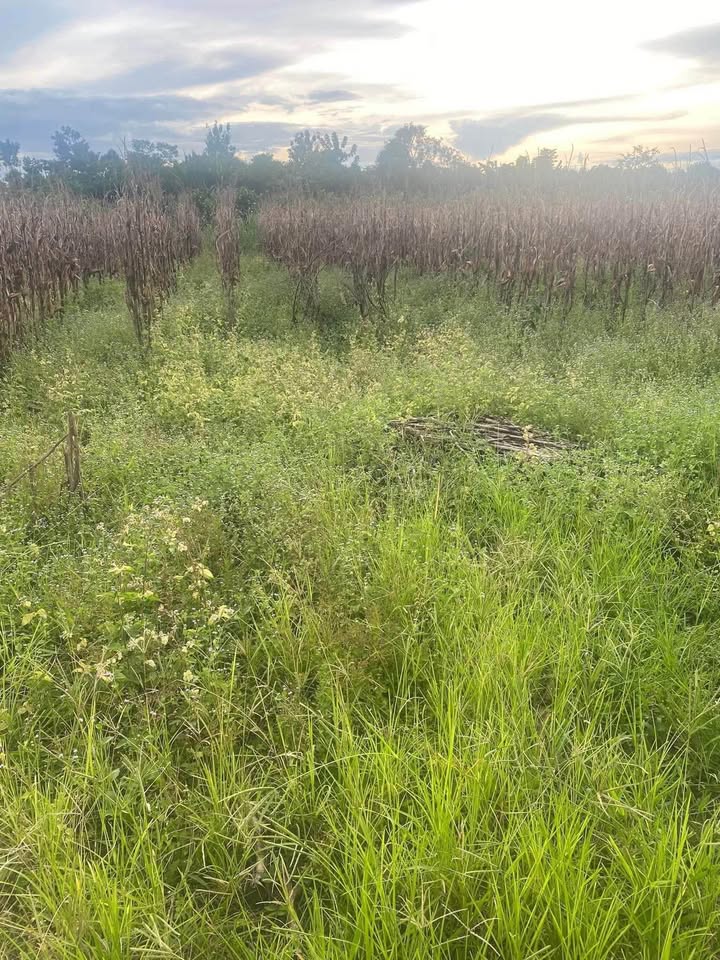 Đất nền Phú Xuân, Tân Phú 9300m² giá 3 tỷ - Cơ hội đầu tư hấp dẫn!