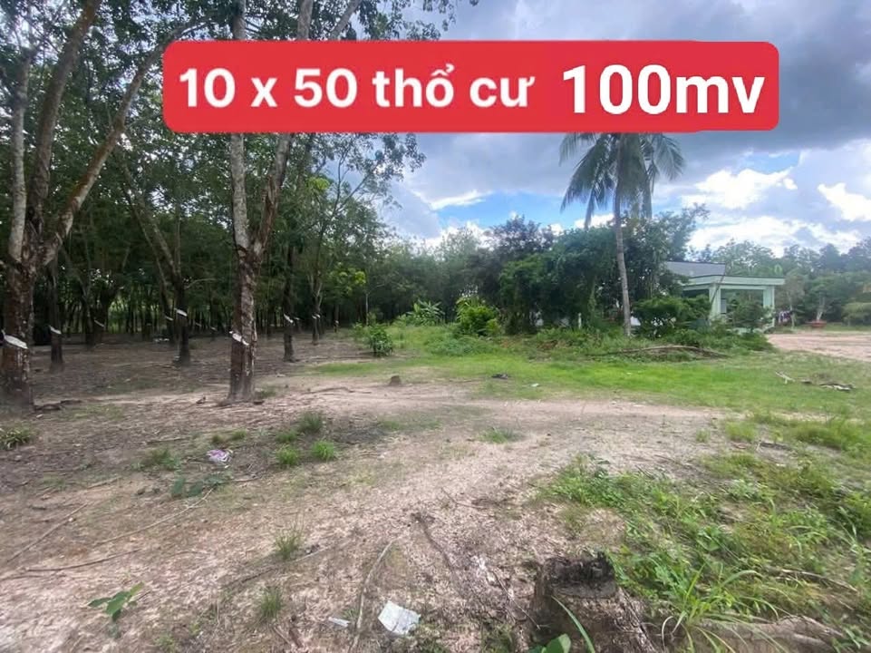 Đất thổ cư 250m² tại Ấp Tân Đông, Tây Ninh - Giá chỉ 230 triệu!