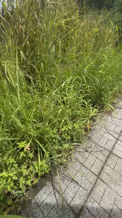 Đất nền mặt tiền nhựa 115m² Sông Trầu - Giá chỉ 1.195 tỷ - Cơ hội đầu tư sinh lời!