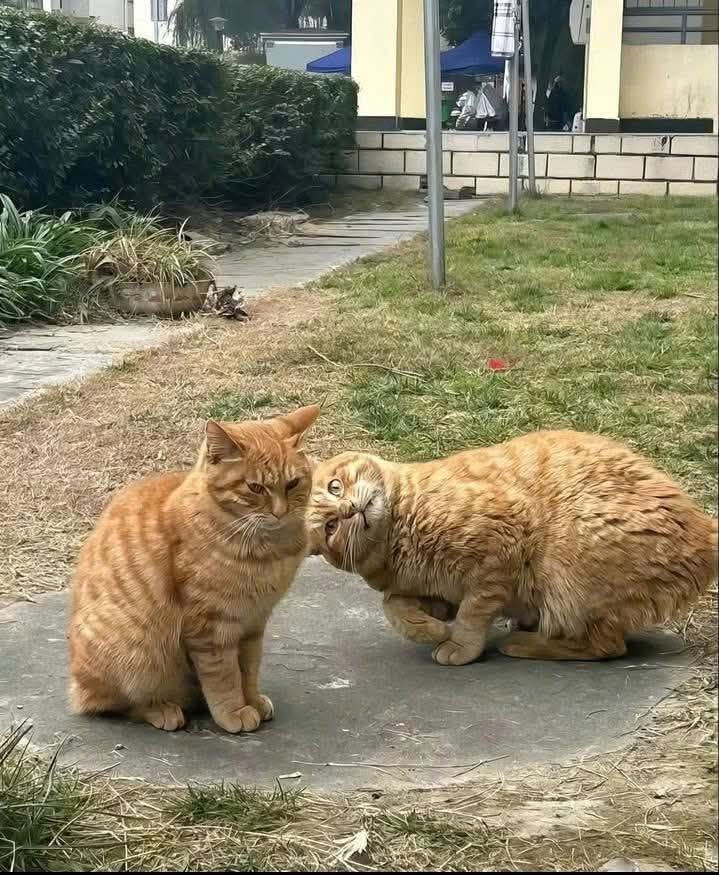 Nhà riêng Bình Mỹ, Củ Chi 44m² giá 1.23 tỷ - Sẵn sàng vào ở ngay!