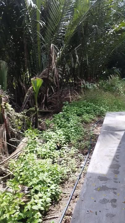 Nhà mặt tiền Phong Nẫm, Giồng Trôm, Bến Tre 451m² giá chỉ 800 triệu - Cơ hội đầu tư tuyệt vời!