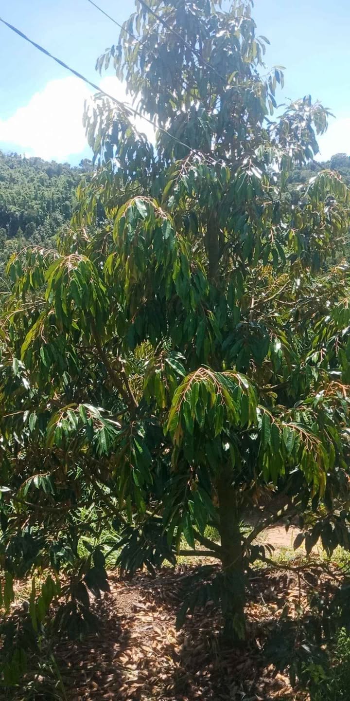 Đất vườn sầu riêng La Dạ 17,000m² giá thỏa thuận - Đầu tư sinh lời cao!