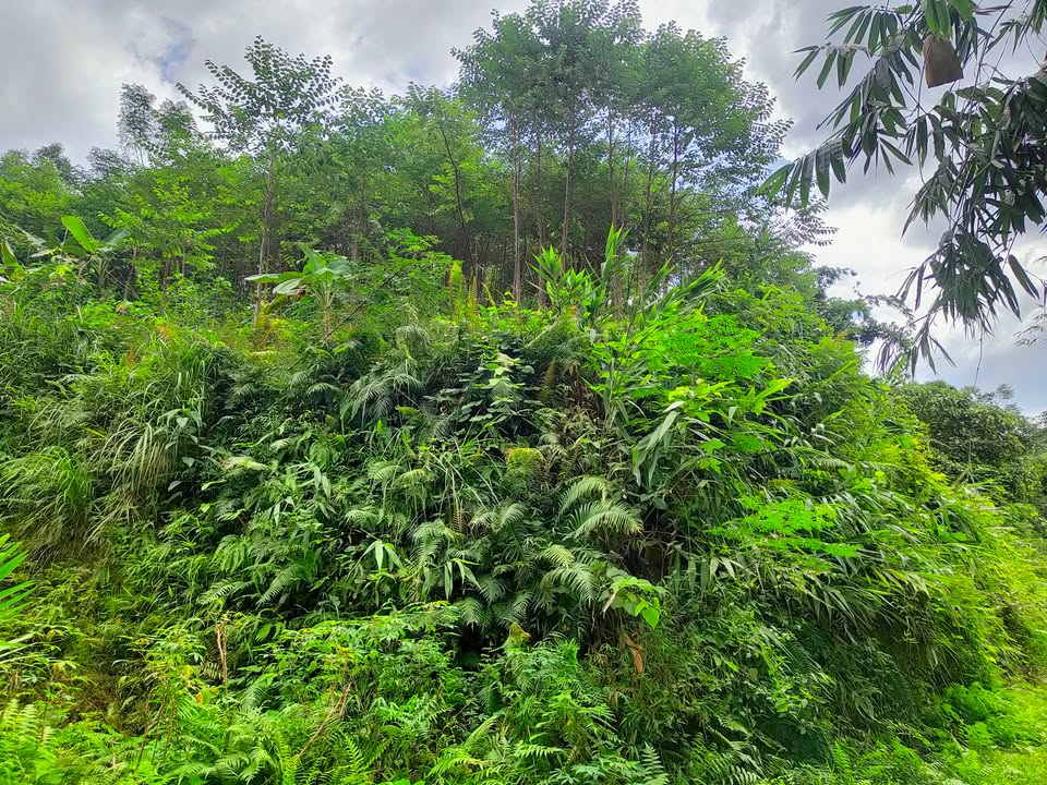 Đất vườn 100m² mặt đường nhựa Xuân Đài Phú Thọ - Giá chỉ 300 triệu!