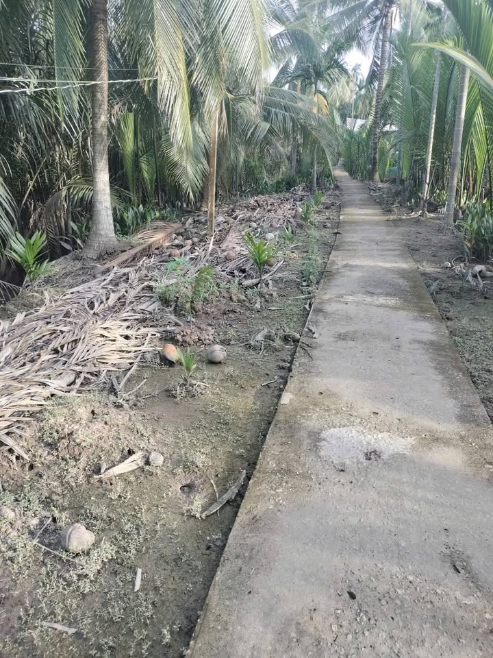 Đất vườn xã Giồng Trôm, Vĩnh Long 2468.9m² giá 850 triệu - Đầu tư sinh lời lý tưởng!