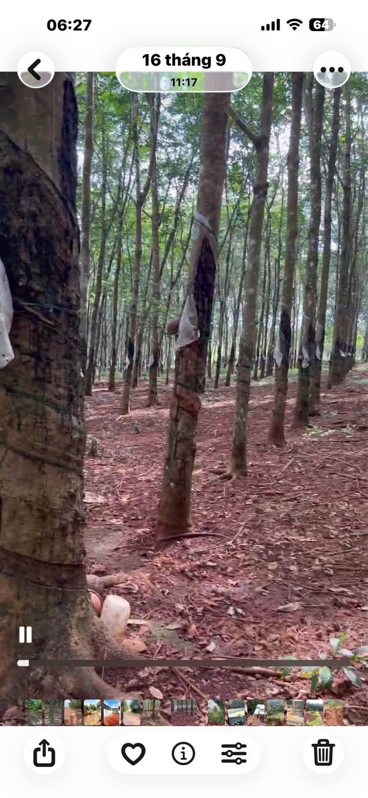 Đất nông nghiệp Lộc Tấn Lộc Ninh 3,2ha giá 5 tỷ - Đầu tư sinh lời ngay!