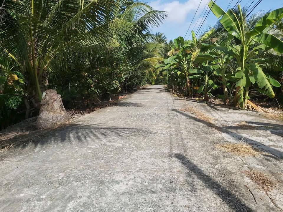 Đất vườn Dừa 2.156m² tại Tân Thạch, Châu Thành - Giá chỉ 2.5 tỷ, sổ đỏ chính chủ!