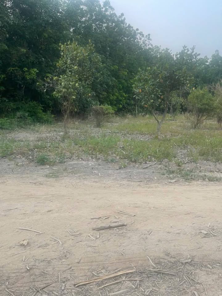 Đất nền Phước Vĩnh An, Củ Chi 83m² giá 110 triệu - Đầu tư sinh lời ngay!