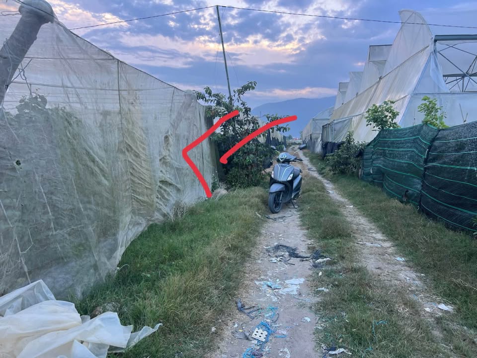 Đất nền 3,1 sào tại Lạc Xuân, Đơn Dương - Giá chỉ 550 triệu - Đầu tư sinh lời ngay!