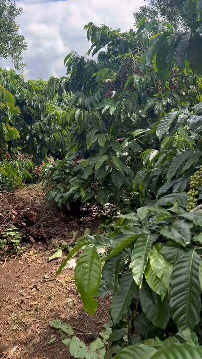 Đất nền Liên Hà Lâm Đồng 8200m² giá 4.2 tỷ - Đường bê tông thuận tiện!