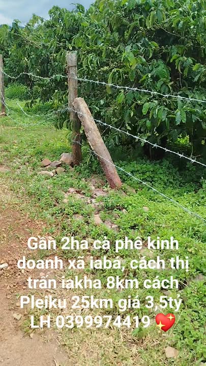 Đất Farm 2ha tại xã Ia Grai, Gia Lai - Giá chỉ 3.5 tỷ, đầu tư sinh lời!