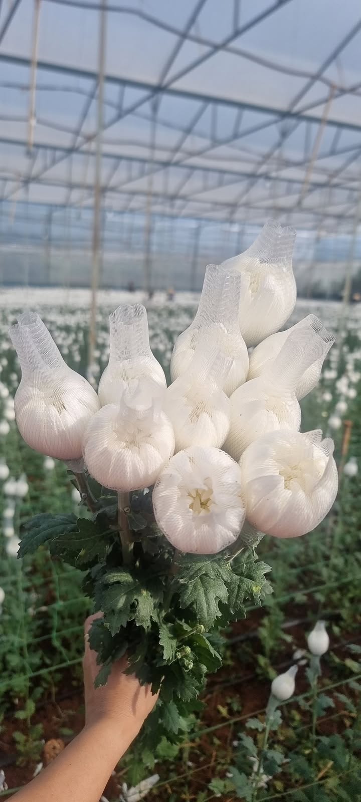 Đất thổ cư Cư Bao, Buôn Hồ 180m² giá 650 triệu - Cơ hội đầu tư tuyệt vời!