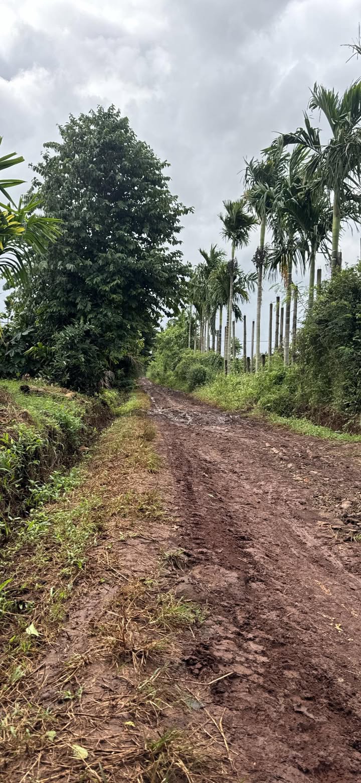 Đất nền Hòa Thuận 10.000m² giá 3 tỷ - Cơ hội đầu tư không thể bỏ qua!