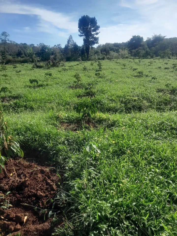 Đất Farm 7ha Thọ Sơn, Bù Đăng giá 750 triệu - Thiên nhiên tuyệt đẹp!