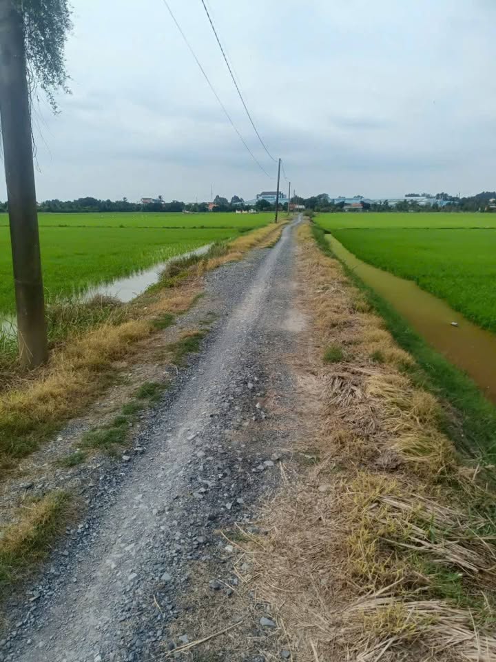 Đất vườn 5 công 8 tại Tân Đông, Thạnh Hóa - Giá chỉ 2.9 tỷ, phù hợp nghỉ dưỡng!