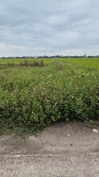 Đất nền Khánh Trung 135,5m² - Lô đầu tiên khu phân lô, giá thỏa thuận!