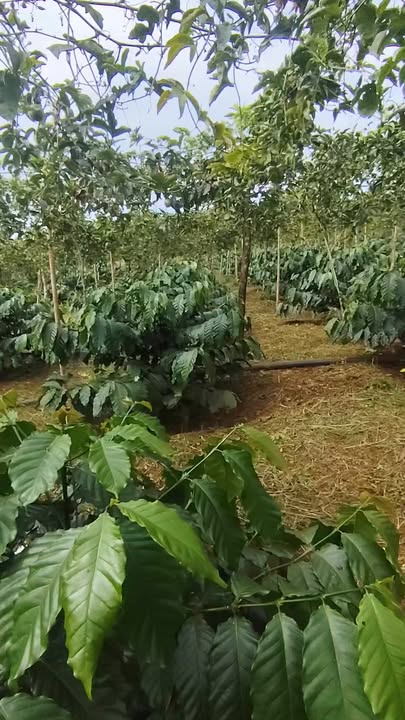 Đất nền Đắk Ha 7000m² giá 2.49 tỷ - Sổ hồng chính chủ, thuận tiện đầu tư!