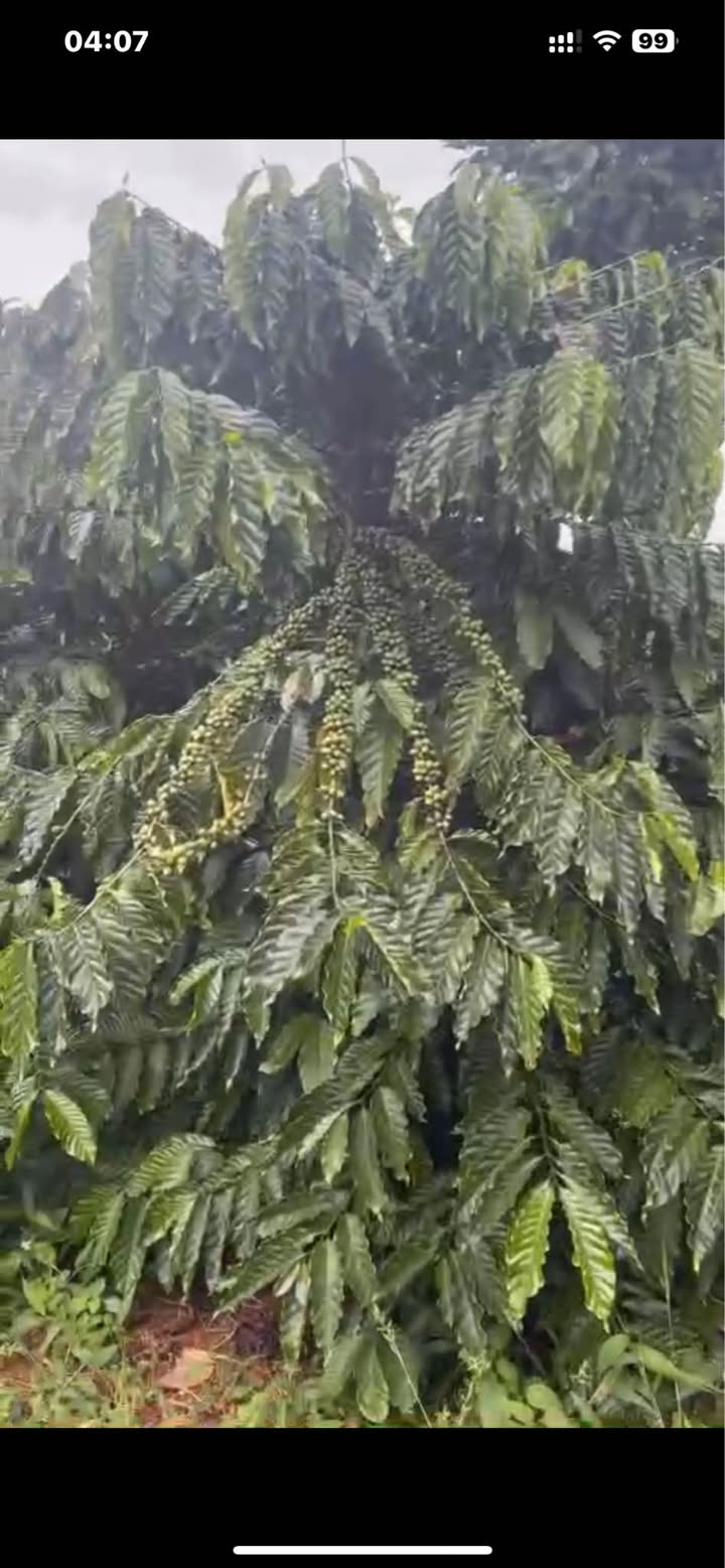 Đất cà phê Quảng Khê 1.4ha giá chỉ 2.85 tỷ - Cơ hội đầu tư sinh lời!