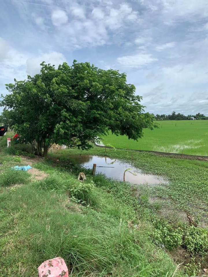 Đất thổ cư 100m² Tỉnh Lộ 934B, 1,013m² - Pháp lý rõ ràng, giá tốt!