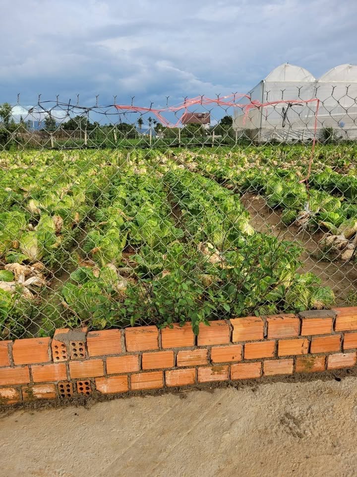 Đất nền Quảng Lập Đơn Dương 294m² giá 1.3 tỷ - Sổ đỏ chính chủ, gần chợ!