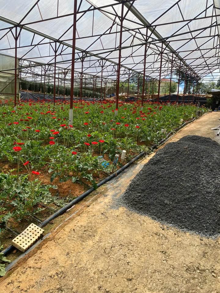 Đất mặt tiền Nguyên Tử Lực, phường 8, Đà Lạt 64m² giá 520 triệu - Cơ hội đầu tư hiếm có!