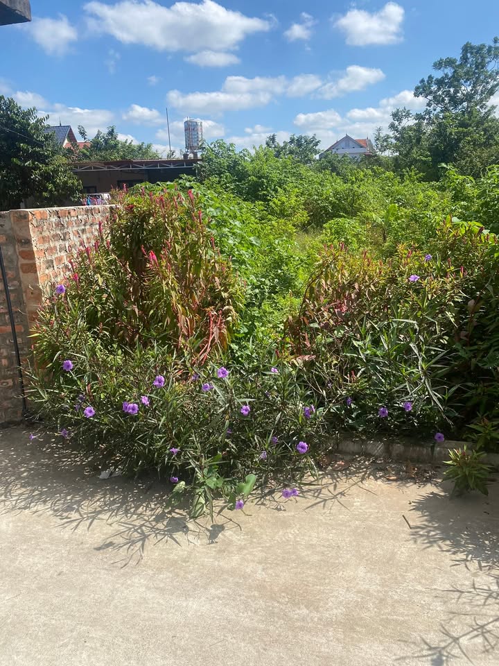 Đất nền Minh Phú, Sóc Sơn 100m² giá 100 triệu - Đường thông ô tô, tiện ích đầy đủ!